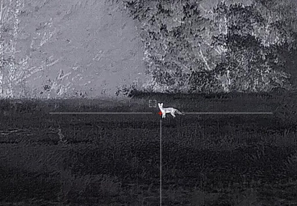POV of Coyote through AGM thermal scope